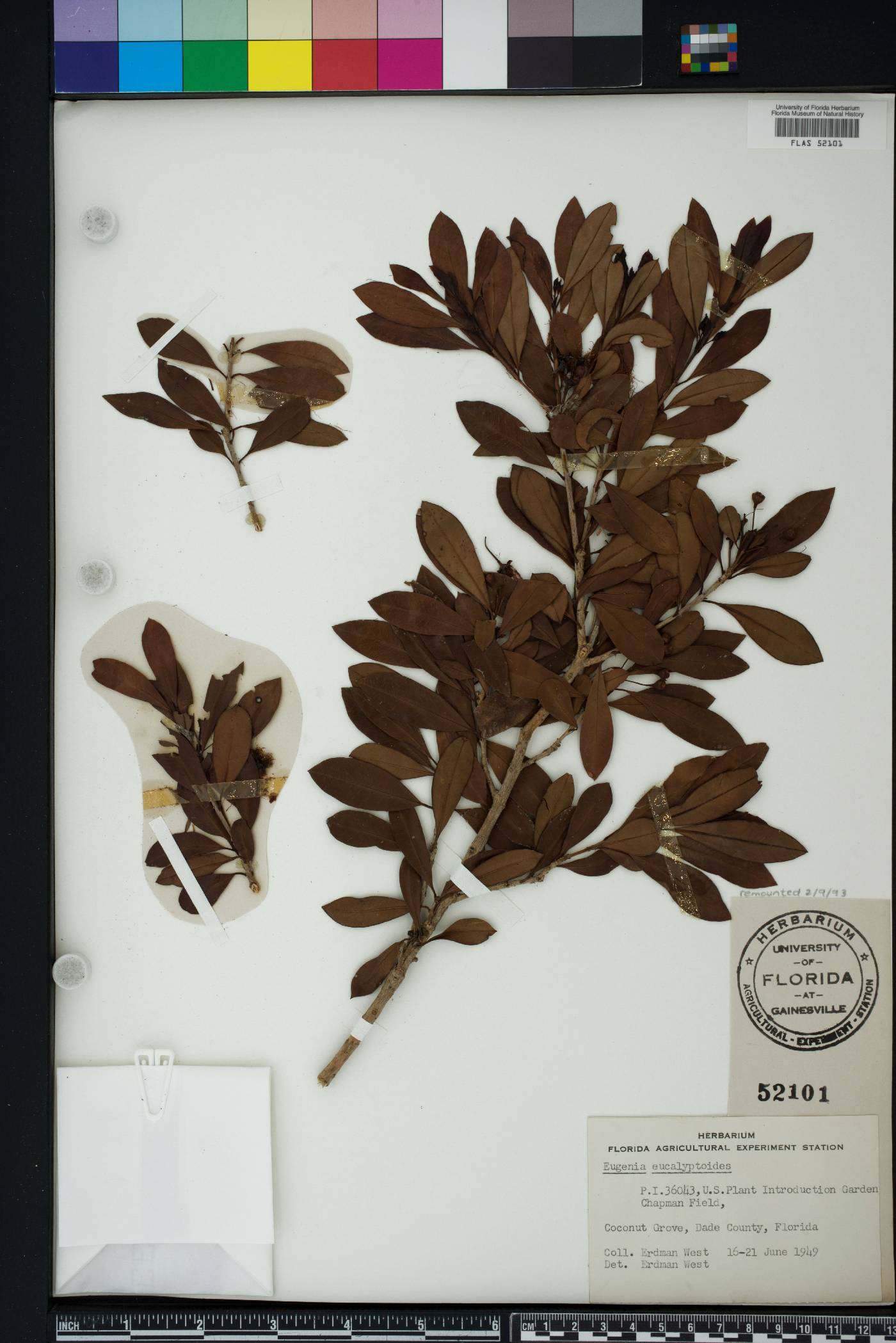 Syzygium eucalyptoides image