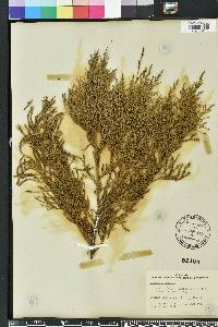 Eleocharis albida image