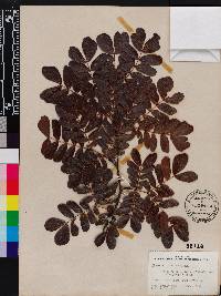 Media resource of Cathormion umbellatum