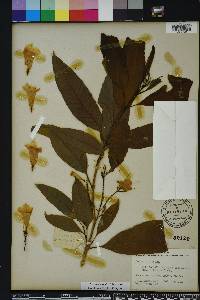 Image of Tecoma castanifolia