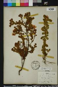 Hypericum tetrapetalum image