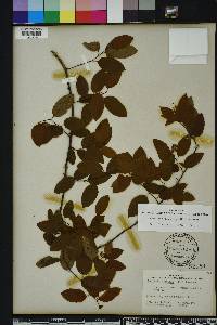 Berchemia scandens image