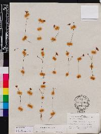 Utricularia gibba image