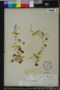 Dichondra carolinensis image