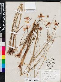 Coreopsis nudata image