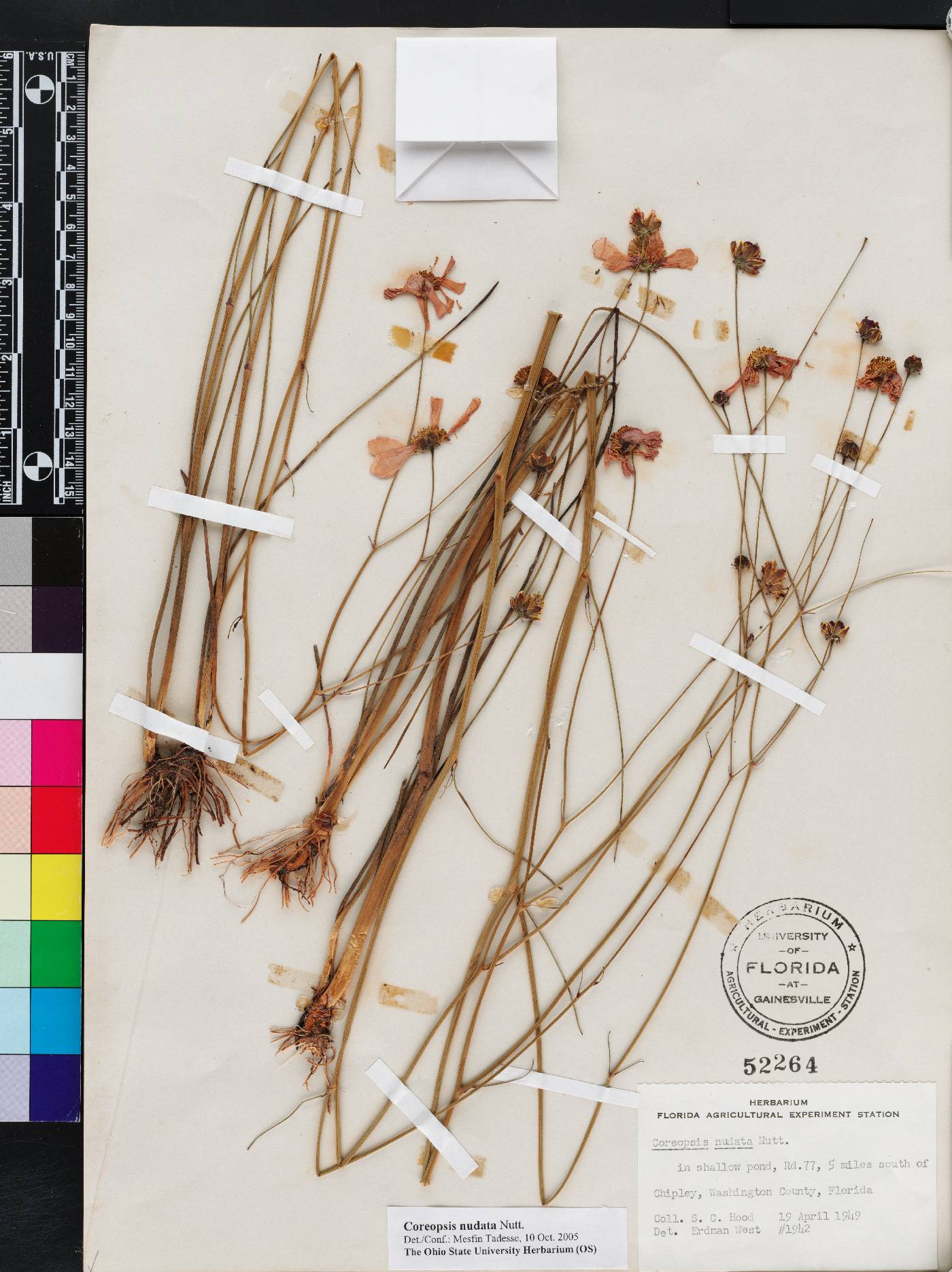 Coreopsis nudata image