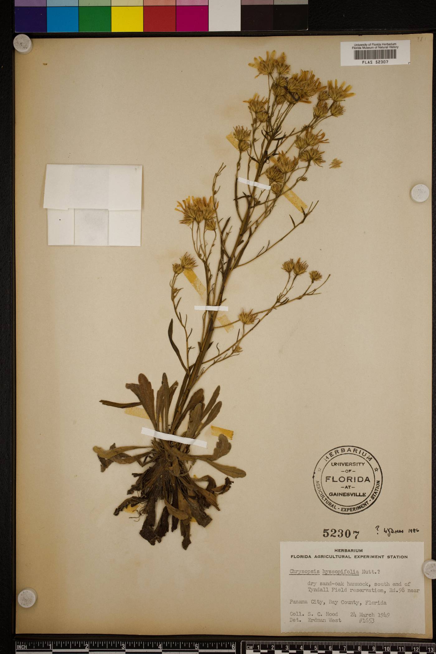 Chrysopsis gossypina subsp. hyssopifolia image