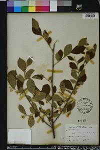 Styrax americanus image