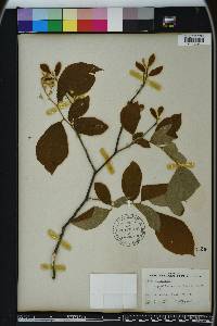 Styrax grandifolius image