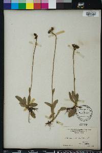 Hieracium aurantiacum image