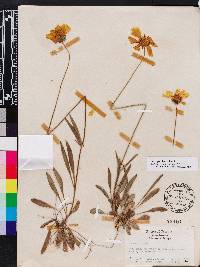 Coreopsis lanceolata image