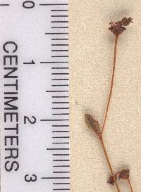 Euphorbia exserta image