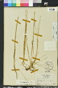 Eleocharis flavescens image