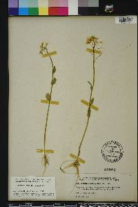 Cardamine bulbosa image