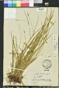 Scleria ciliata image