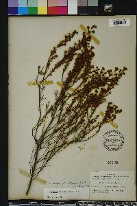 Hypericum brachyphyllum image