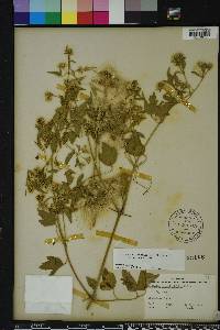 Clematis ligusticifolia image