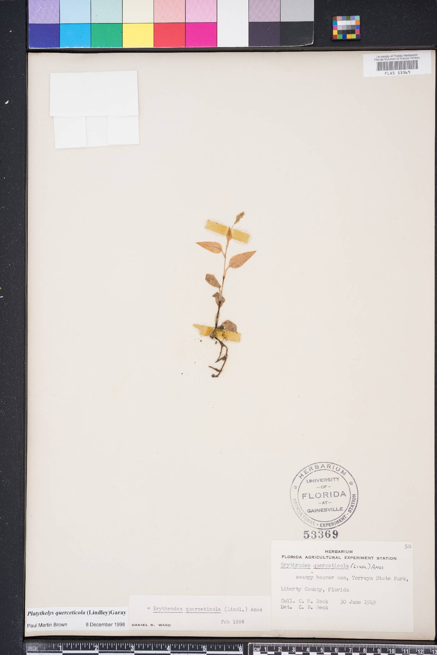 Platythelys image