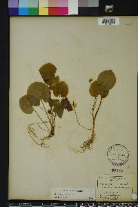 Viola blanda image