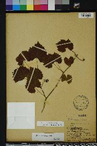 Vitis rotundifolia image