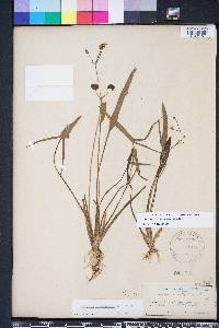 Sagittaria australis image