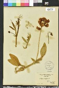 Lathyrus latifolius image