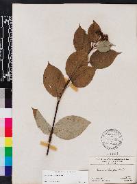 Cornus sericea subsp. sericea image