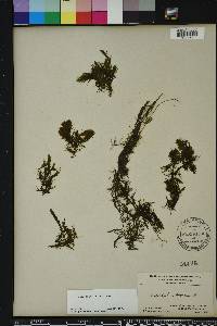 Ceratophyllum demersum image