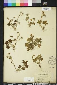 Potentilla canadensis image