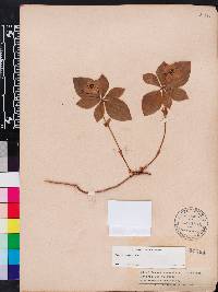 Cornus canadensis image