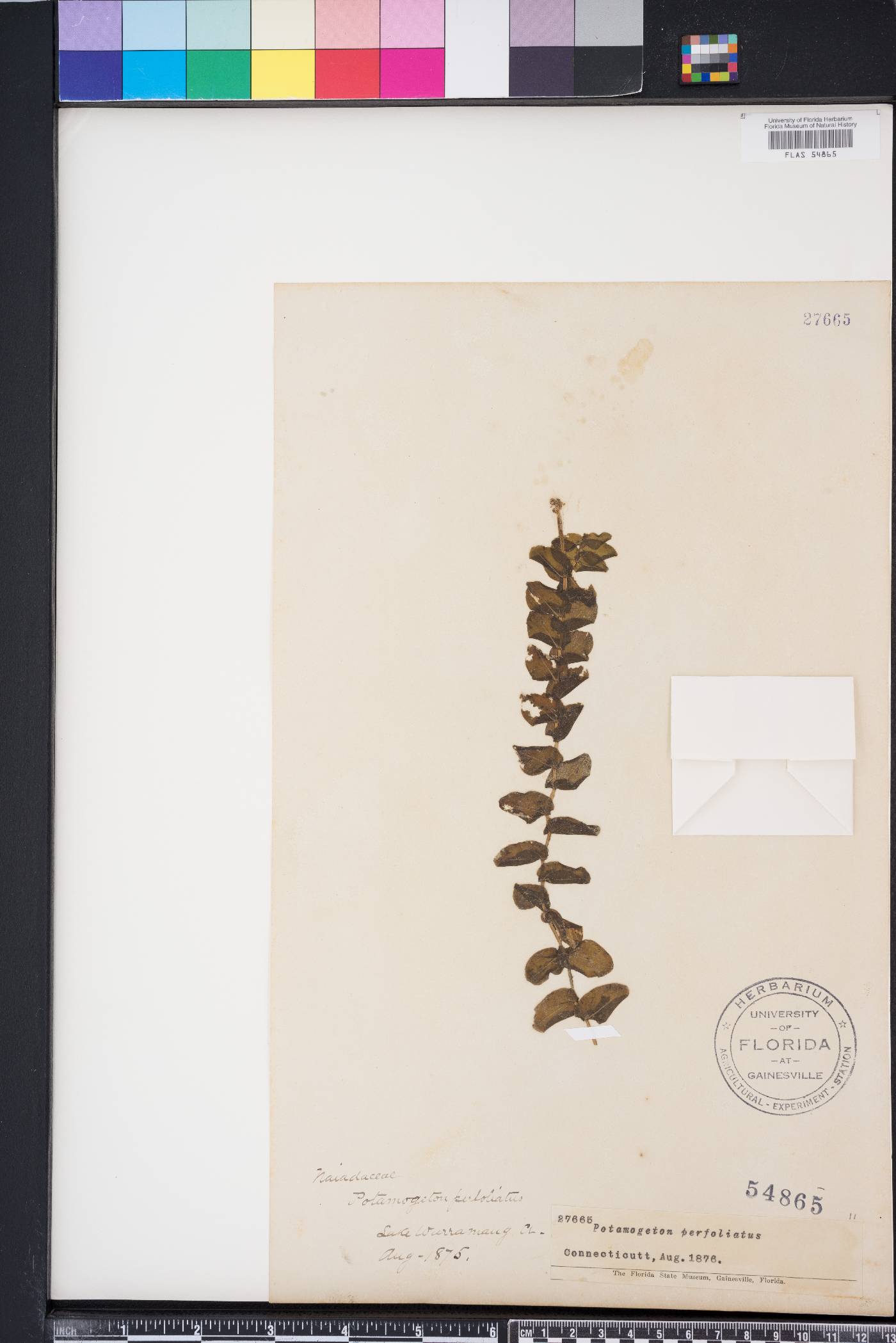 Potamogeton perfoliatus image