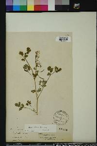 Corydalis flavula image