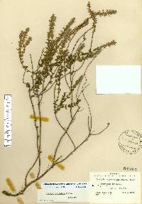 Stachydeoma graveolens image