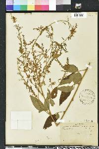 Desmodium perplexum image