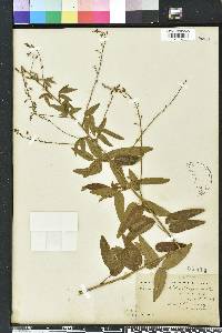 Desmodium perplexum image