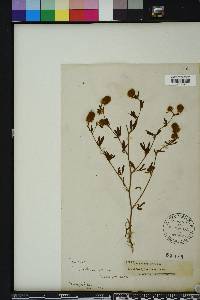 Trifolium arvense image