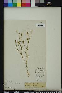 Polygala verticillata image