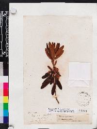 Kalmia angustifolia image