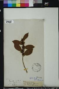 Lyonia lucida image