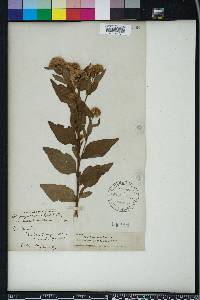 Pluchea longifolia image