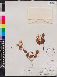 Philadelphus inodorus image