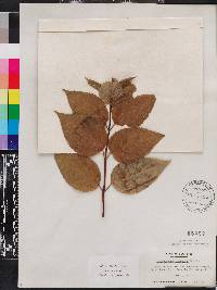 Philadelphus pubescens image