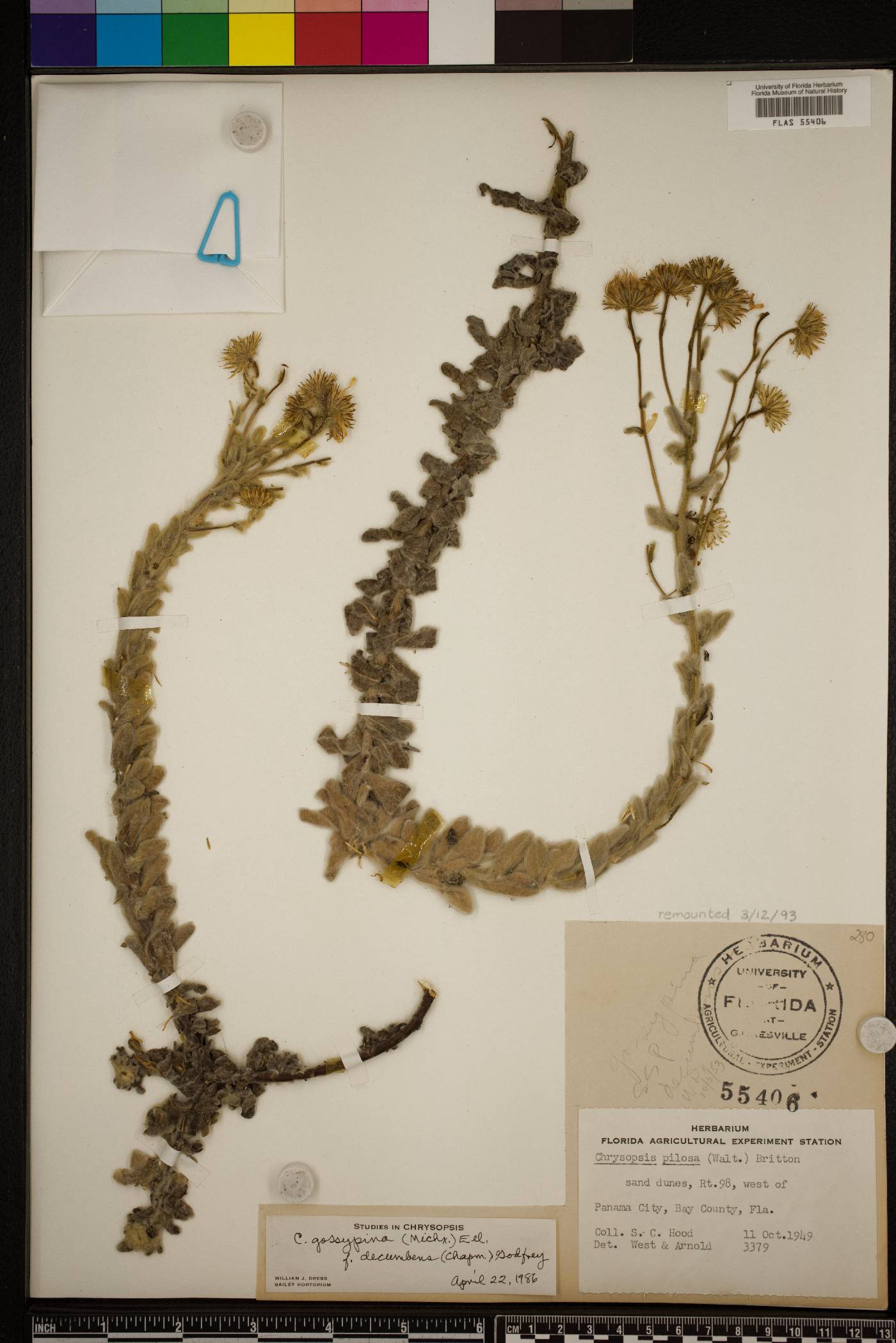 Chrysopsis gossypina subsp. gossypina image