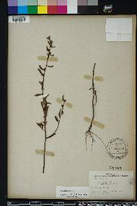 Ludwigia alata image