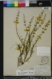 Dicerandra linearifolia image