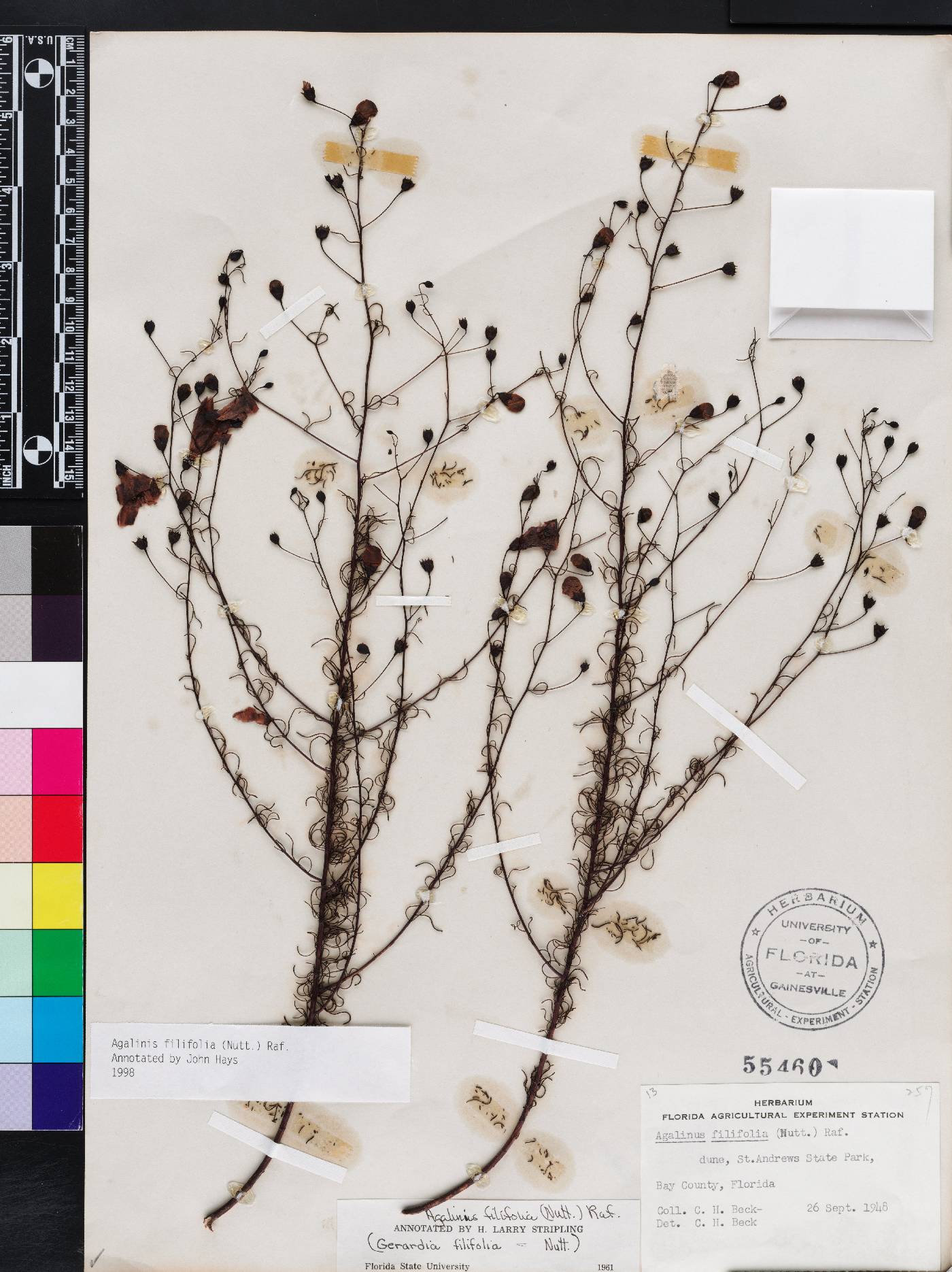 Agalinis filifolia image