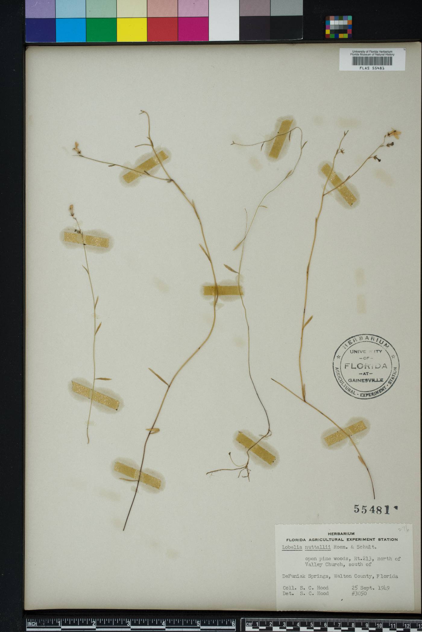 Lobelia nuttallii image