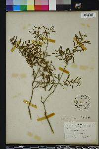 Hypericum galioides image