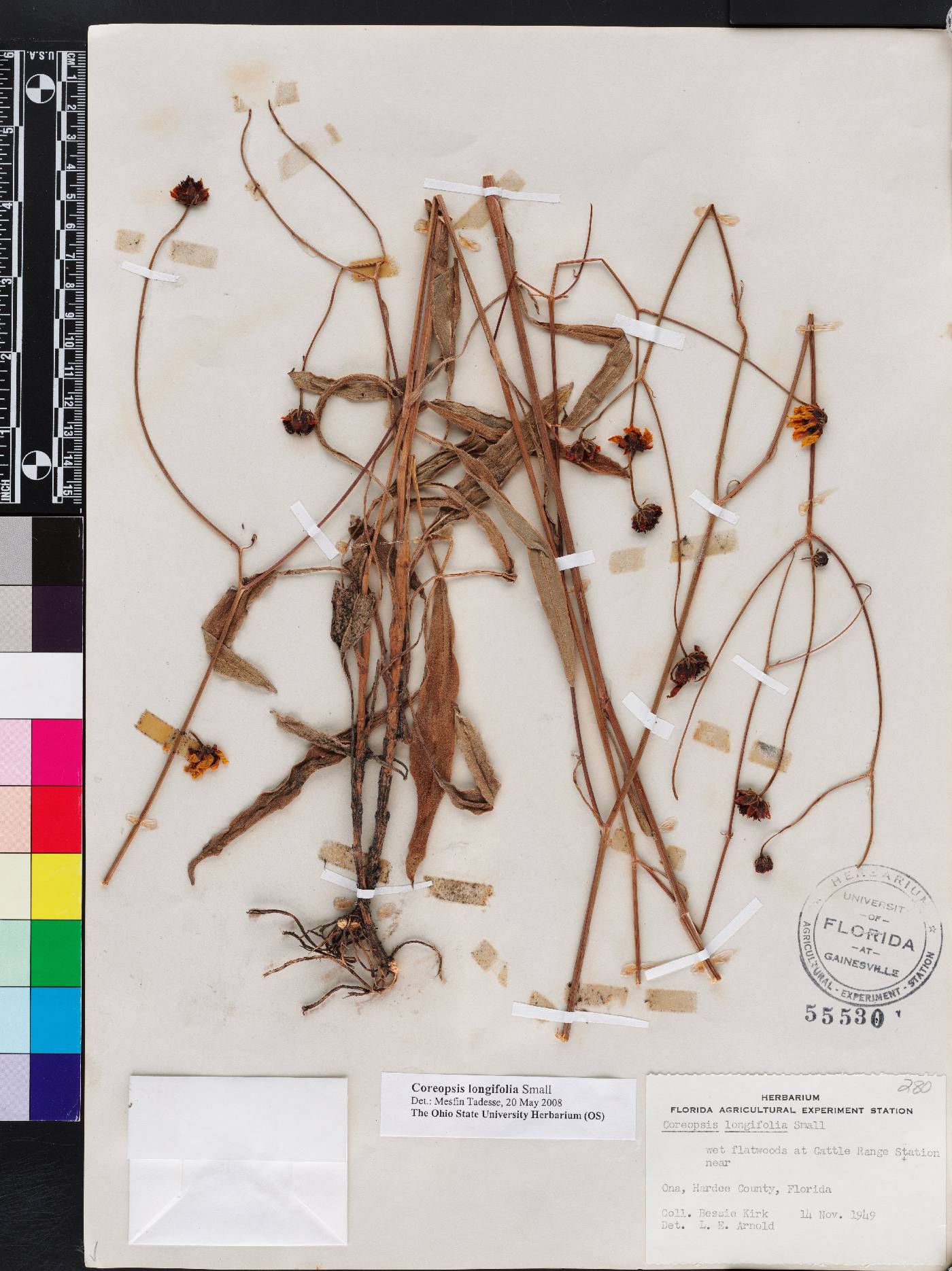 Coreopsis gladiata image
