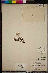 Argyranthemum frutescens image